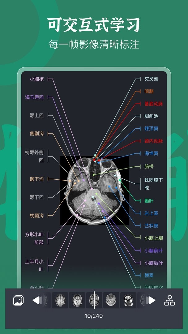 万康人体解剖